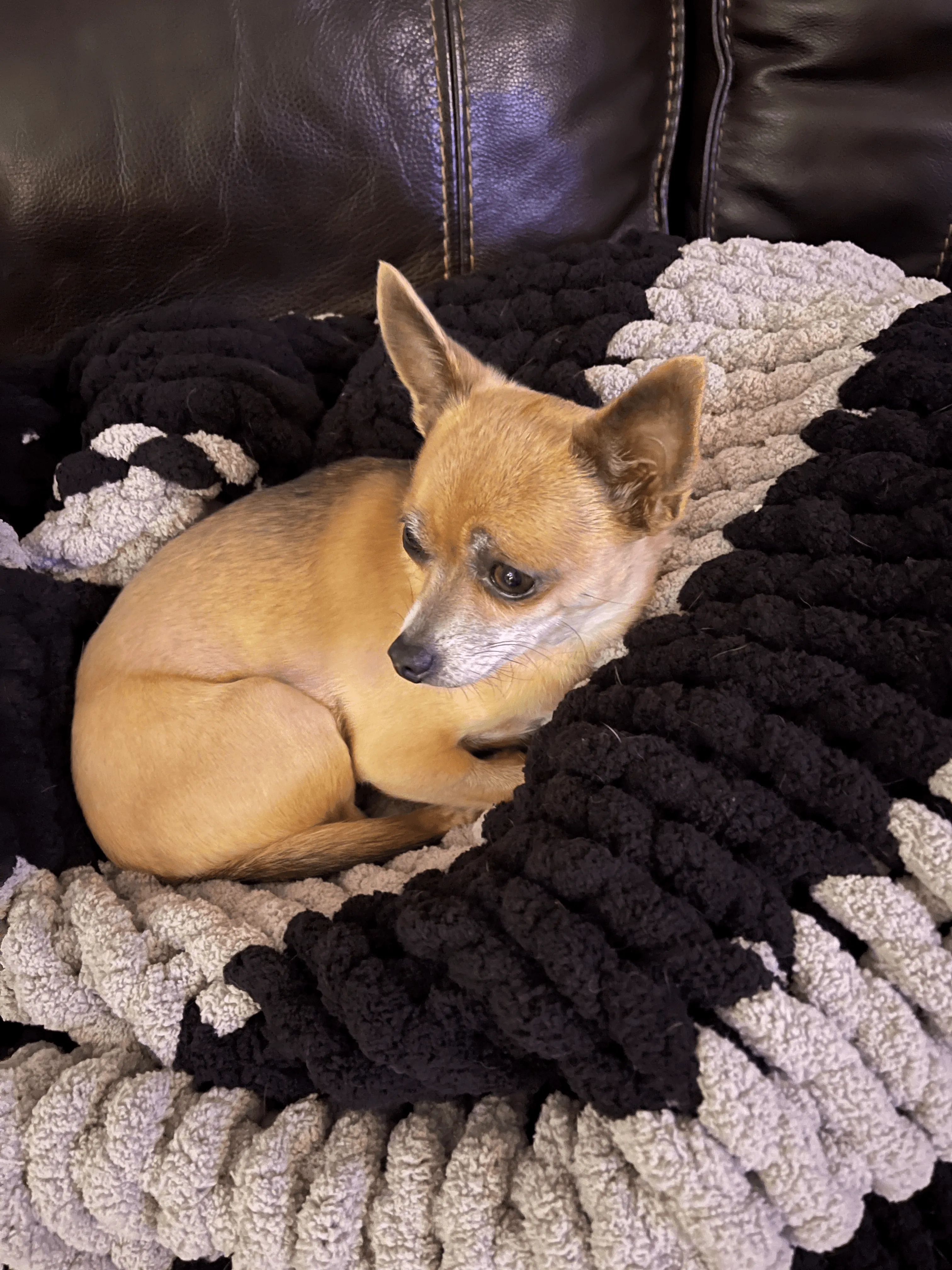 Cuddle Furbaby Cozy Throw
