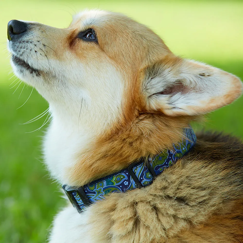 Hebron - Dog Collar