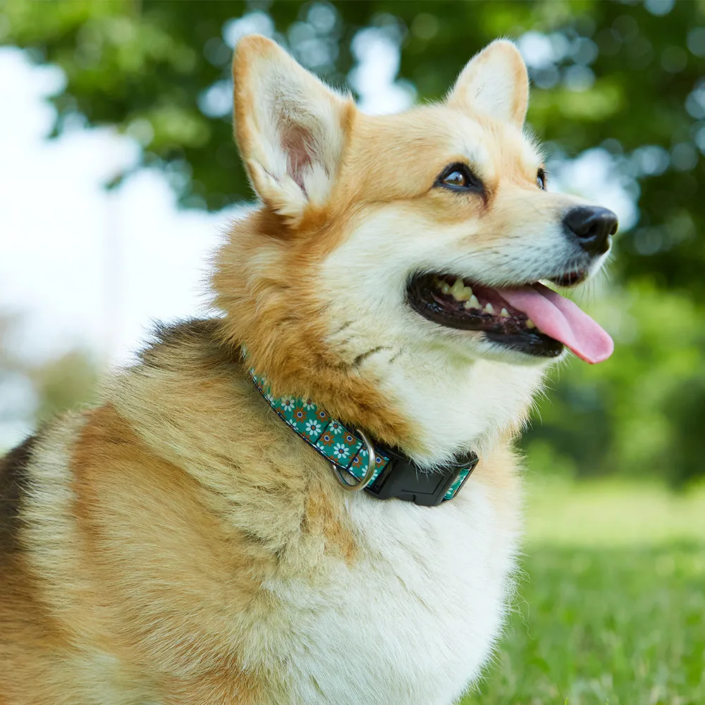 Hebron - Dog Collar