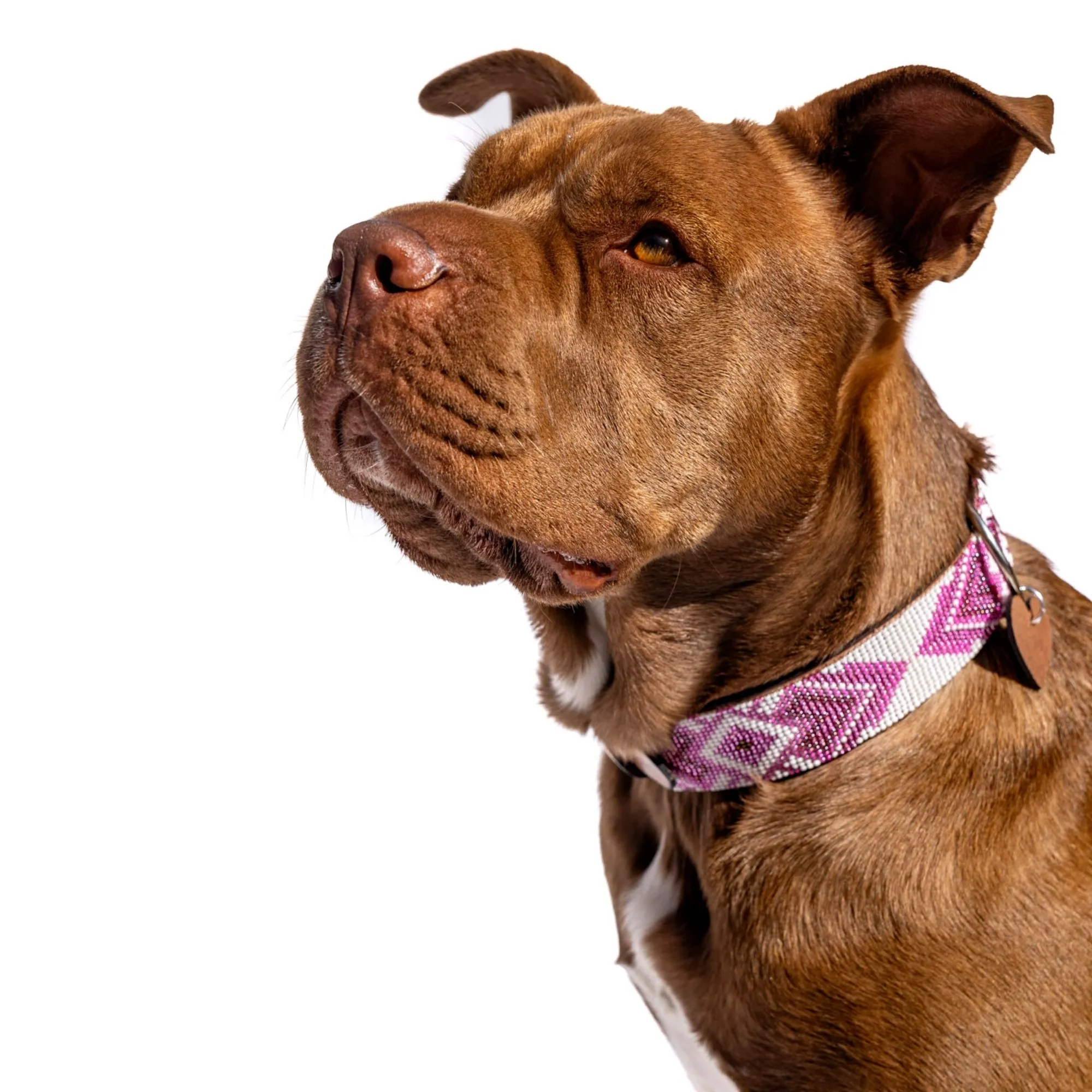 Matching leash/dog collar Paris Sambboho Bundle