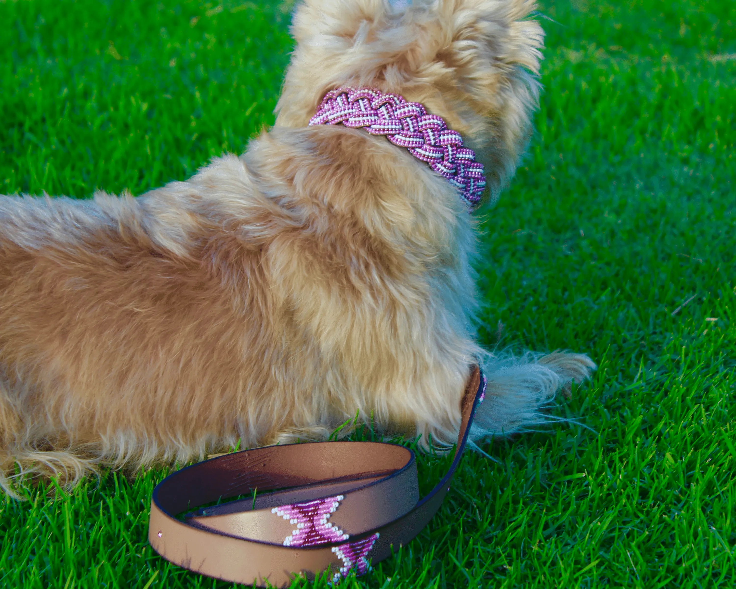 Melrose Sambboho Dog Leash