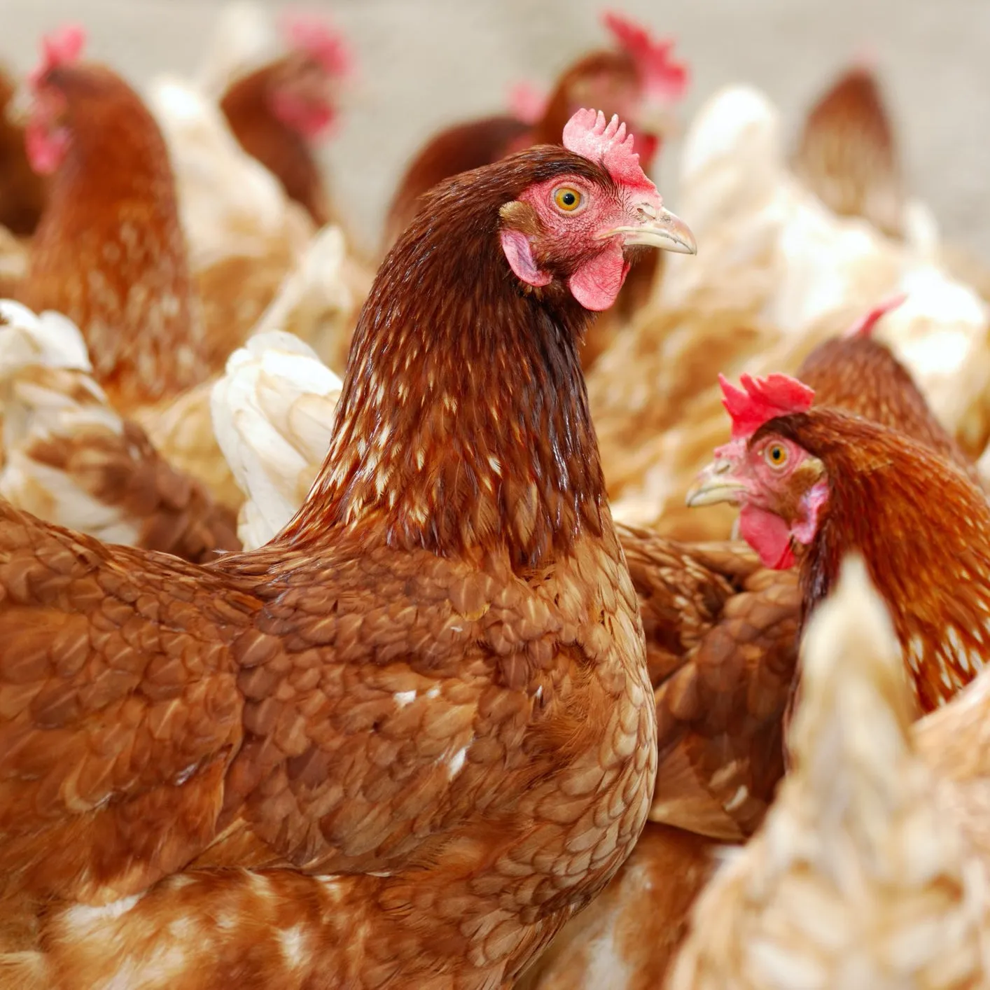 Roup Plus for Poultry
