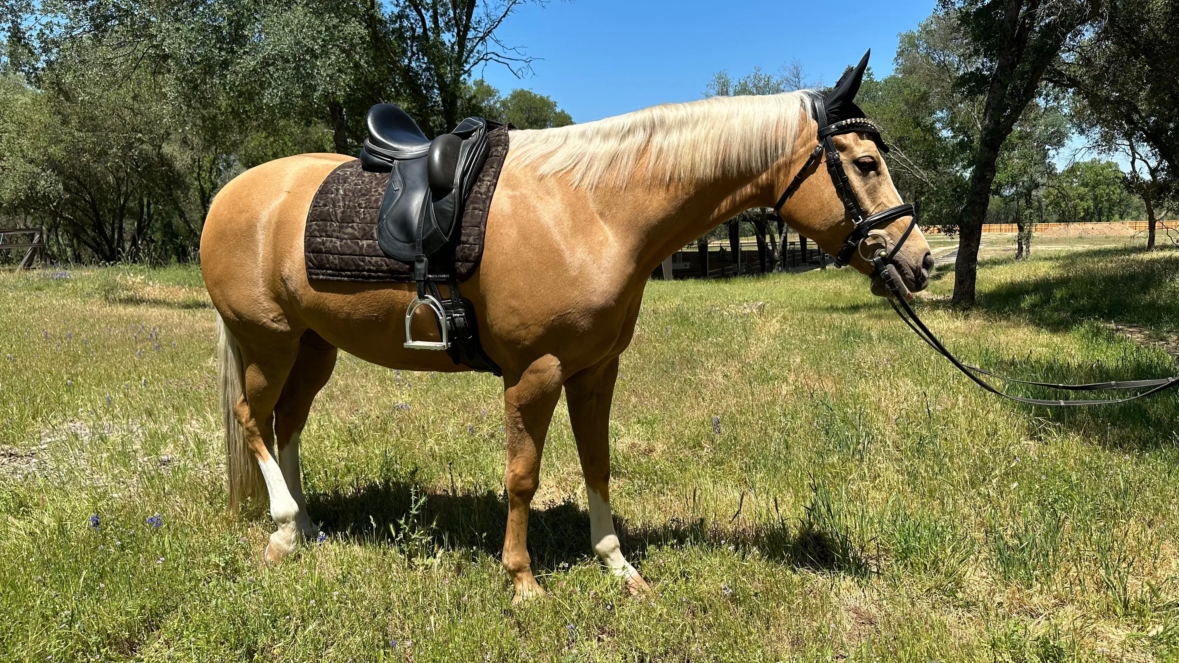 Suede Tech Dressage Saddle Pad Animal Print